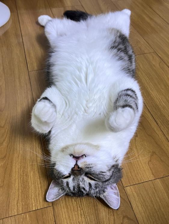 #猫咪上秒舔毛下秒无症状发病去世# 前一秒还在舔毛，后一秒突然僵硬倒地。经过兽医