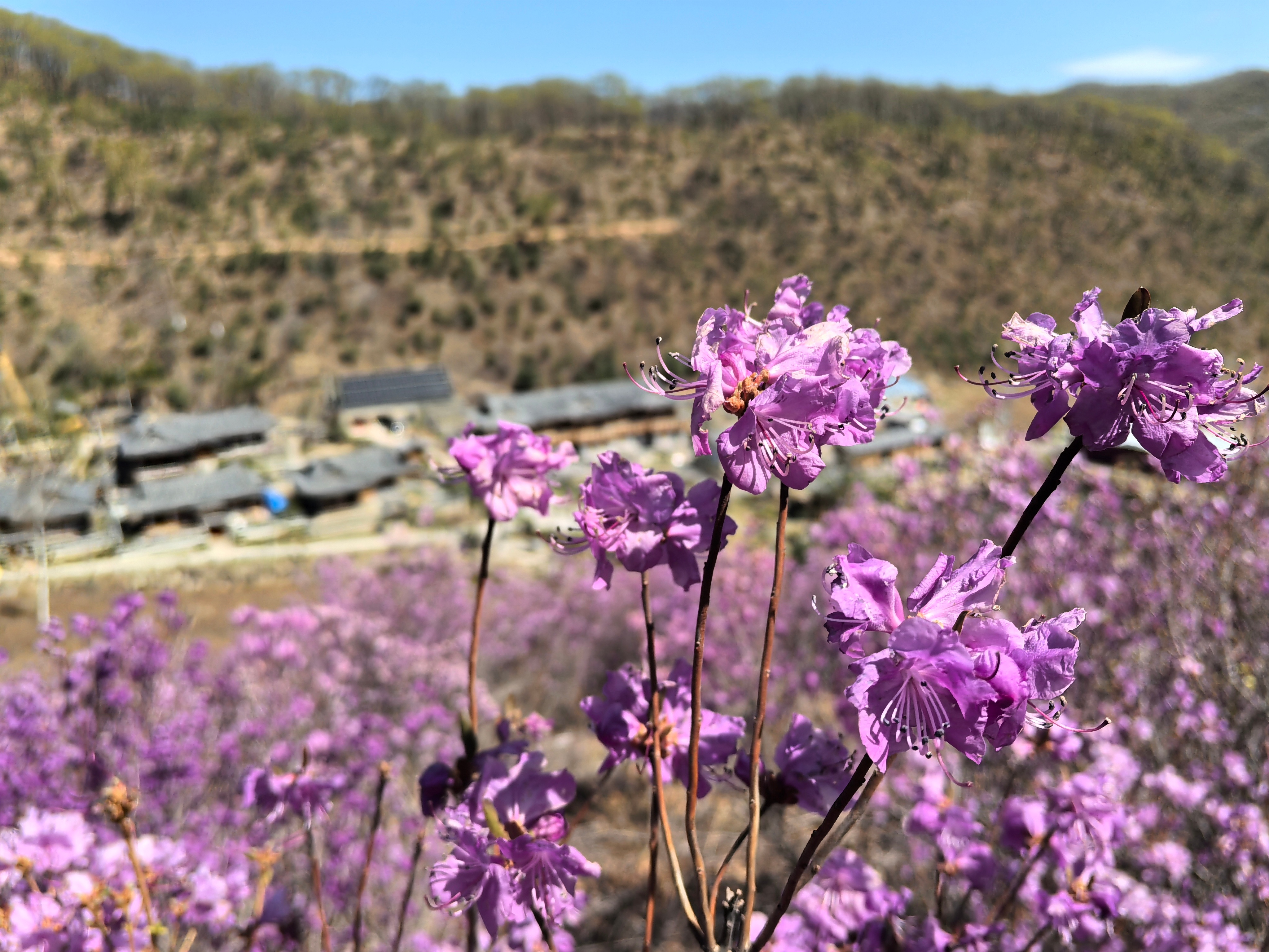 🌲五一康养度假首选吉林 在长白山下挖到宝了！📍延边州图们康宁养生谷，深藏青山