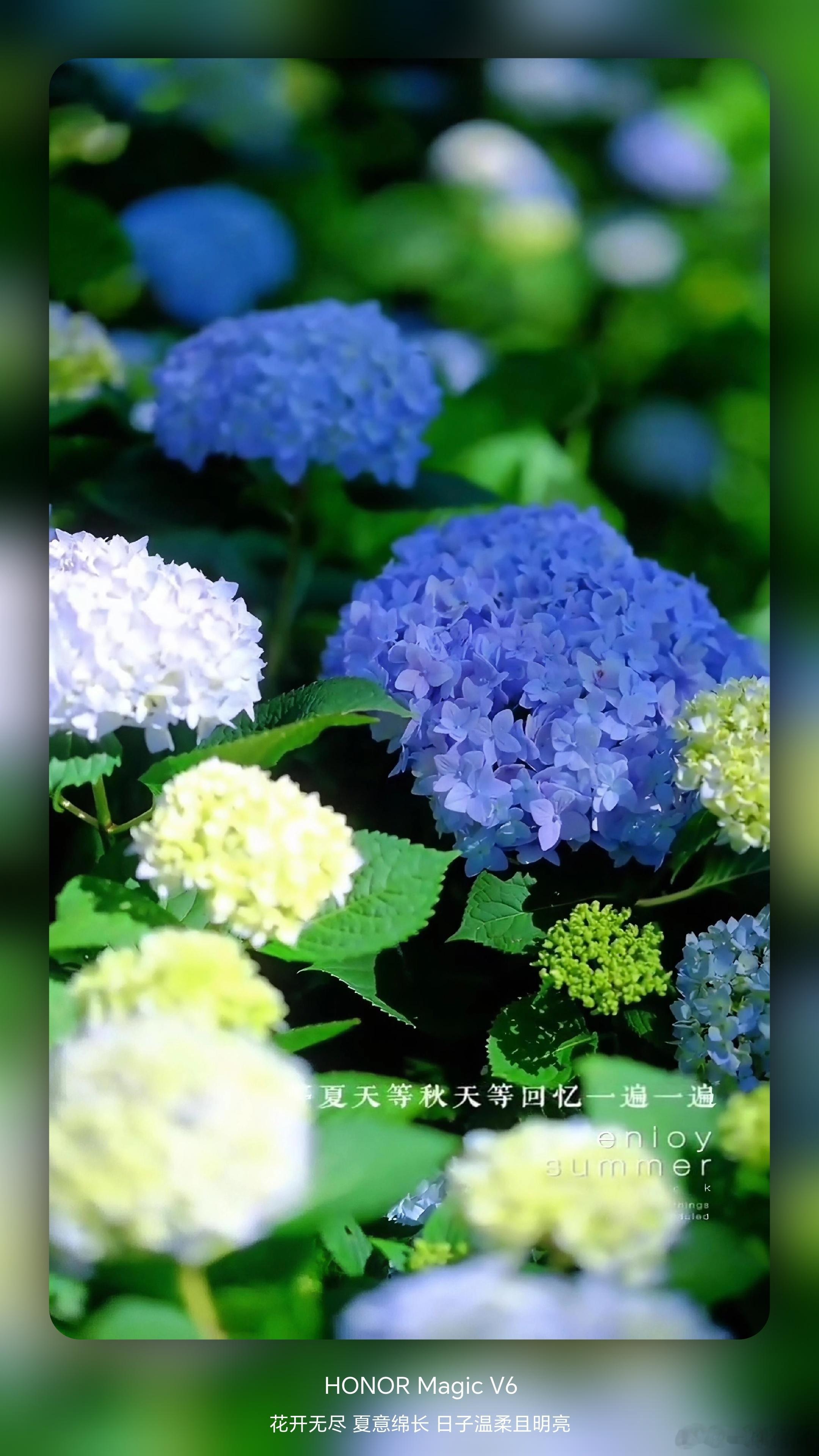 荣耀Magic V6有种生命力叫夏天到了花开无尽,夏意绵长,日子温柔且明亮。这一
