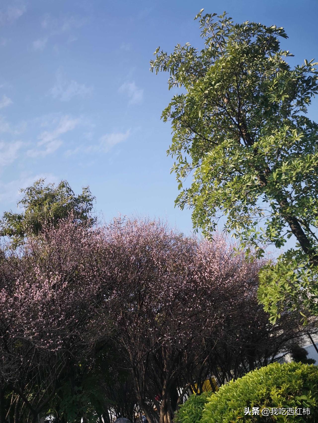 零食的毒害
回到三四线城市，发现开了好多零食店，什么一鸣什么糖啊。遍地开花一样。