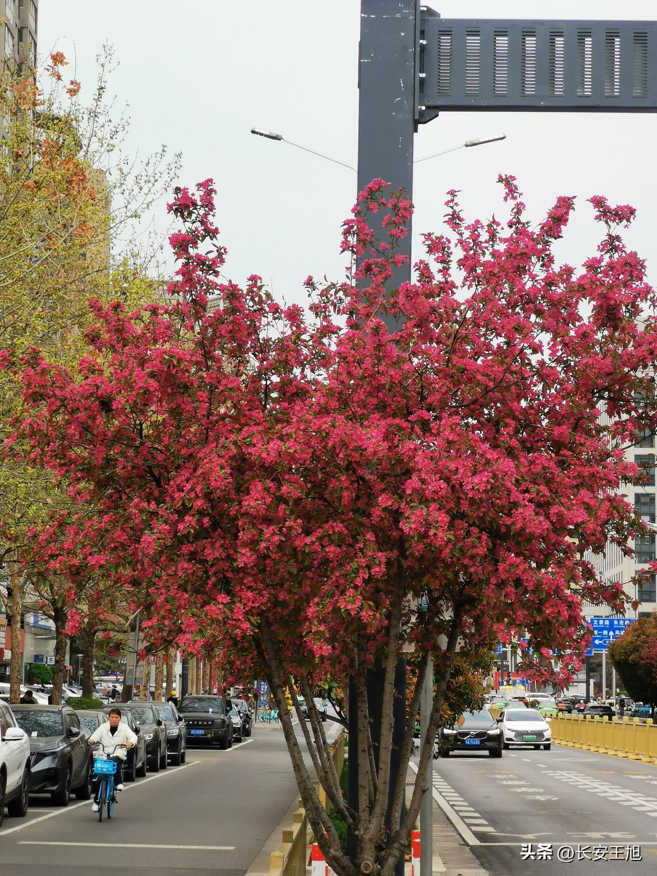 凤城二路的海棠花美爆了！