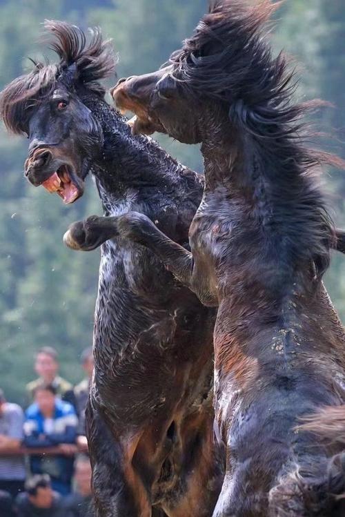 【众驹争槽】
五代十国里的楚国，号称南方割据政权最强的一个。开国君主马殷子孙繁多