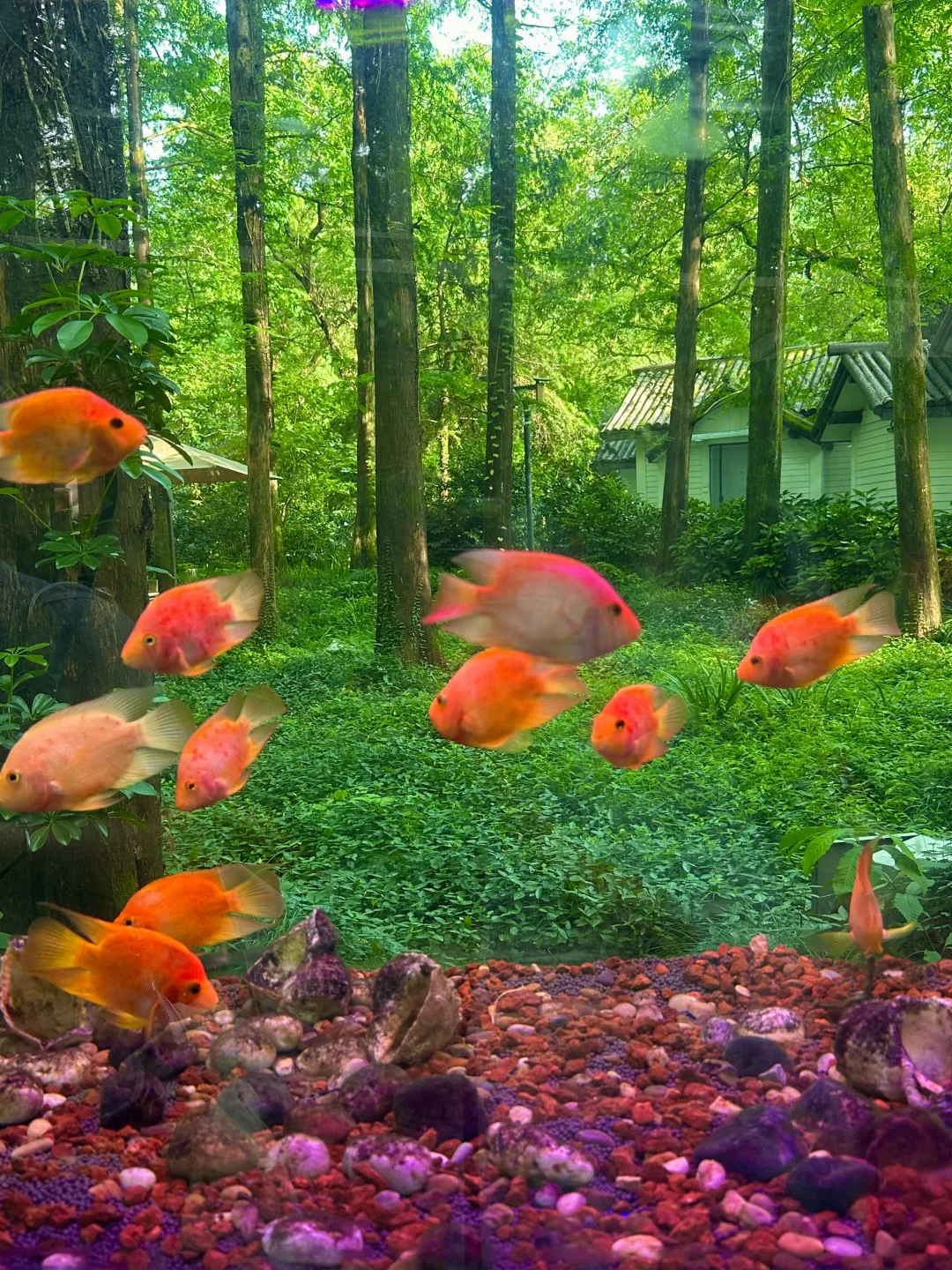 杭州西湖边梦核金鱼！live图美到哭😭😭