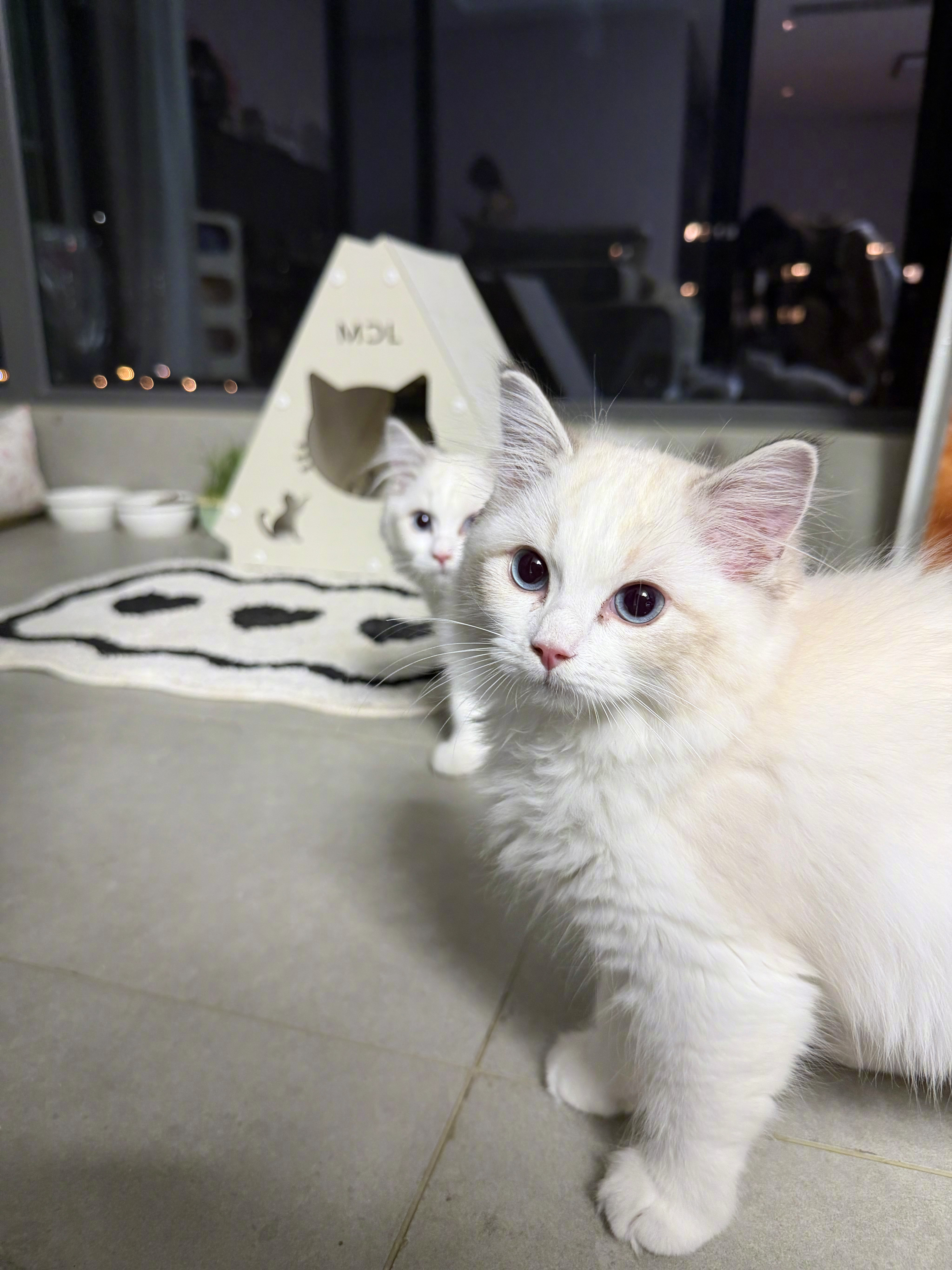这个世界真的不能没有猫咪🐱萌宠 ​​​