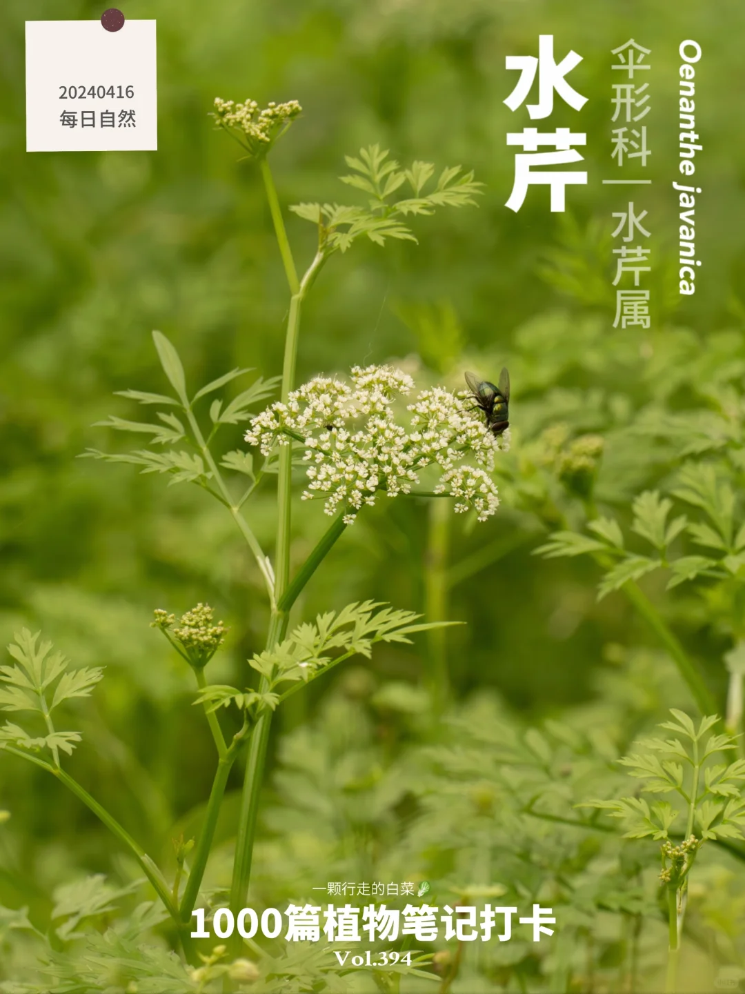 植物笔记394 | 被遗忘的“国产芹菜