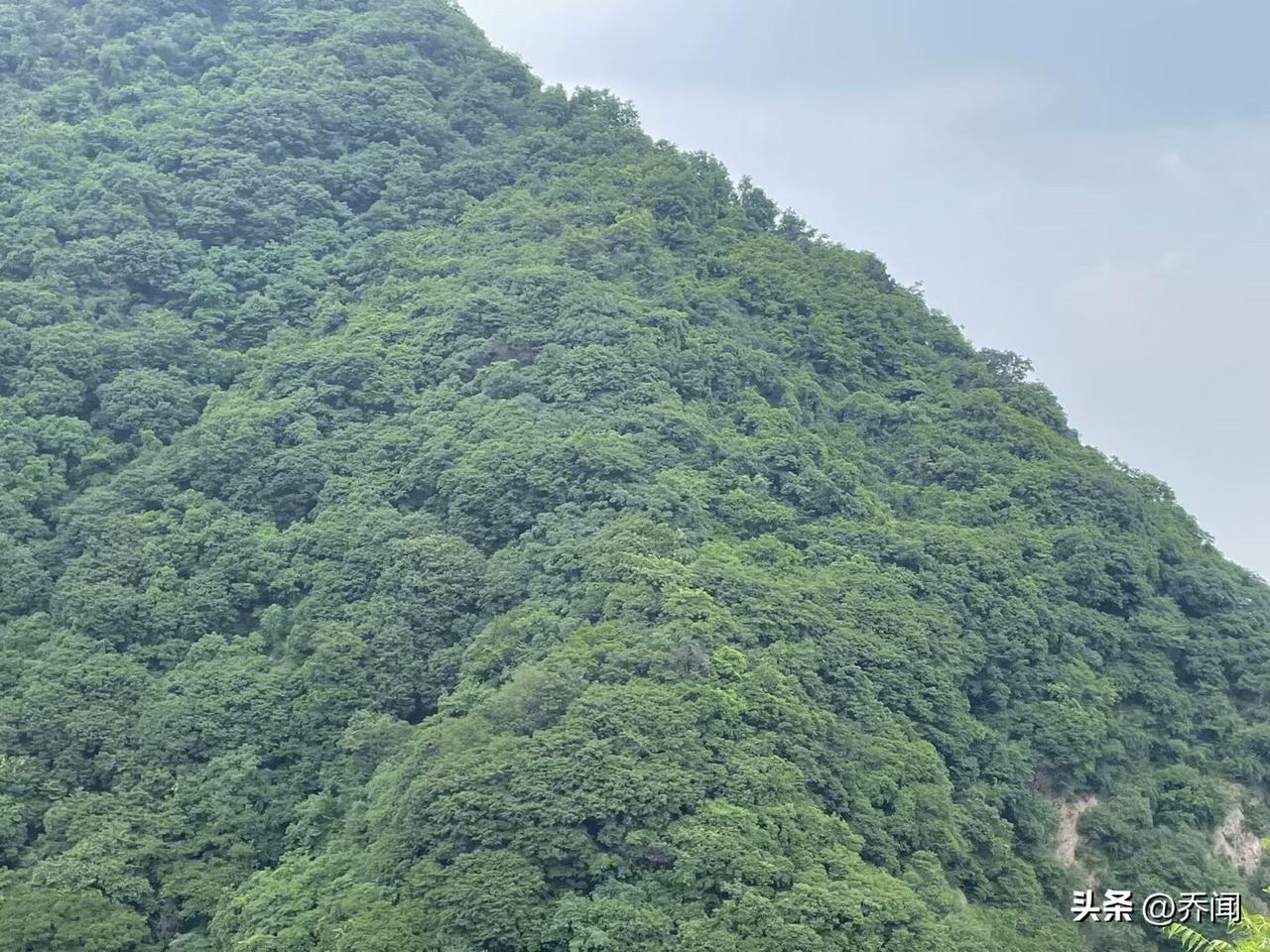 【七律•避暑】
自去深山避暑天，幽林秘境醉心欢，
消愁不用接微信，解渴只需饮水泉