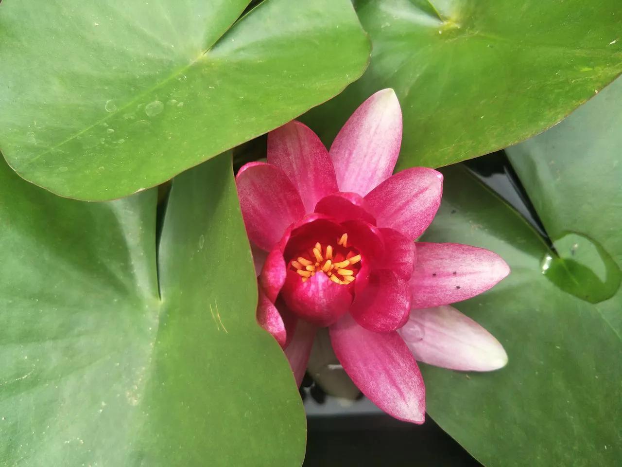 五律·咏荷
芳芳



菡萏有高节，
年年笑鼓蛙。
浊泥生藕枕，
净水著仙花。
