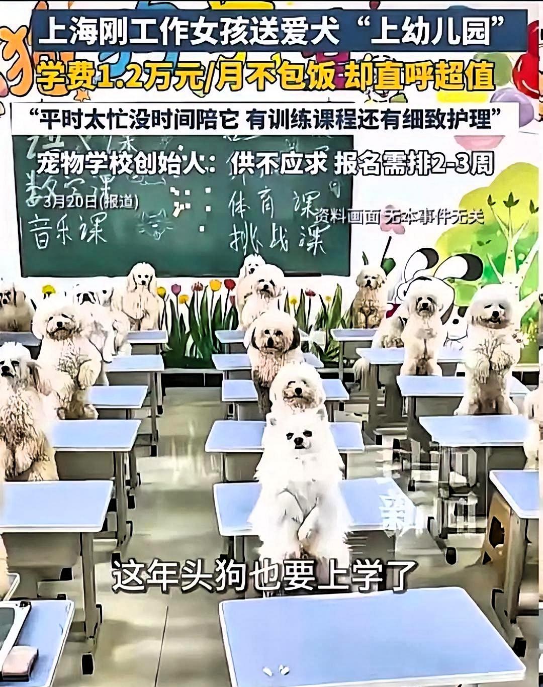 上海95后女生月付1.2万送狗上“幼儿园”，工作太忙顾不上毛孩子，高端服务真能解