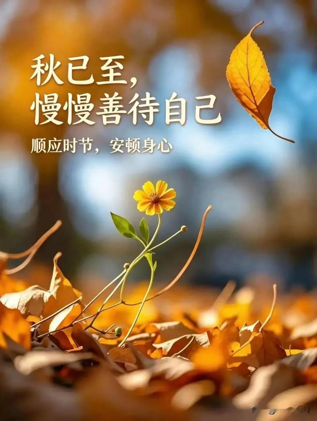 秋已至，善待自己，顺应时节，安顿身心。早安。