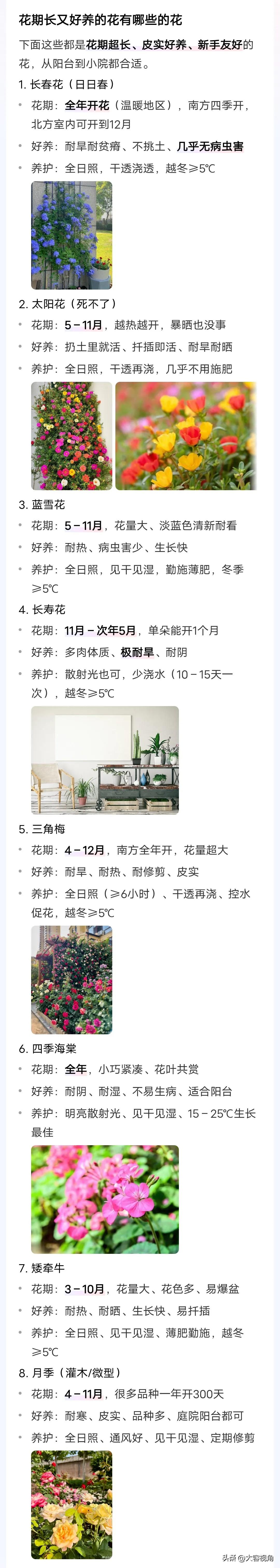 花期长又好养的花有哪些的花