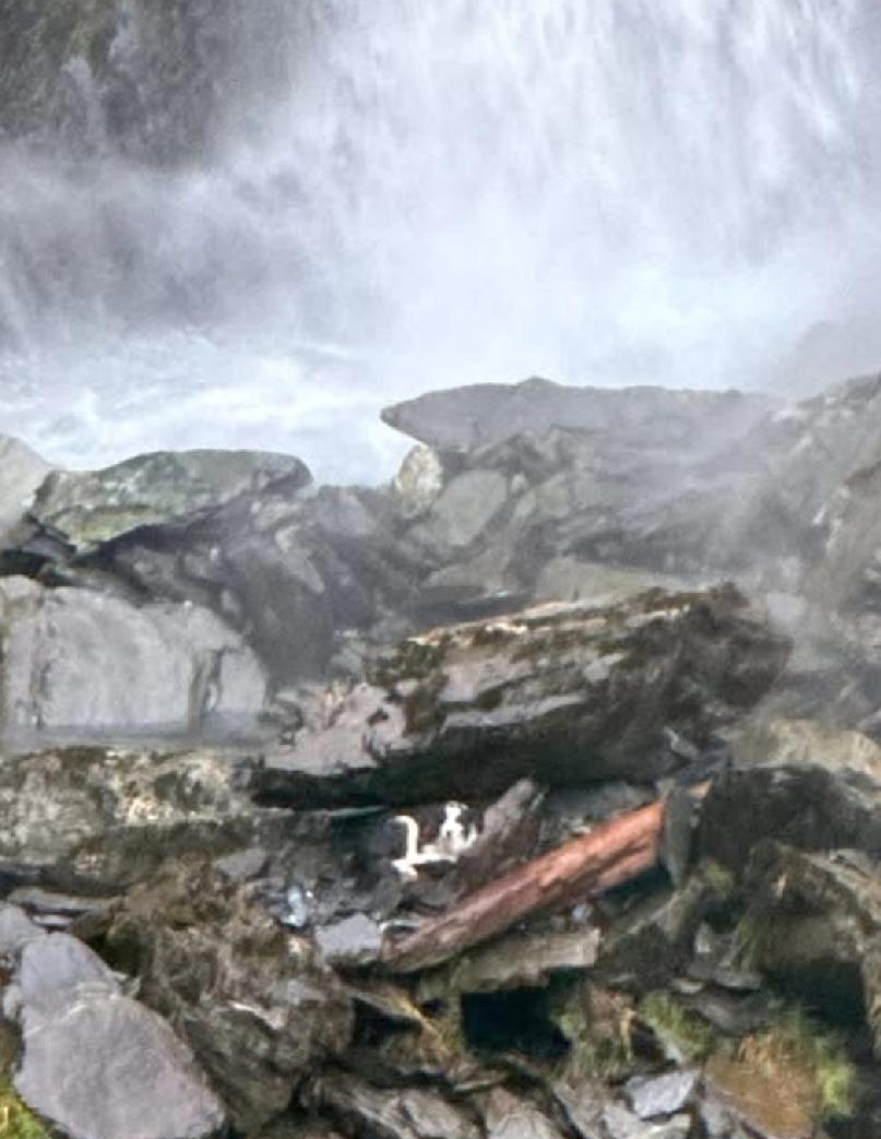 新西兰一只边境牧羊犬莫莉（Molly）与主人约翰斯顿（Jessica Johns