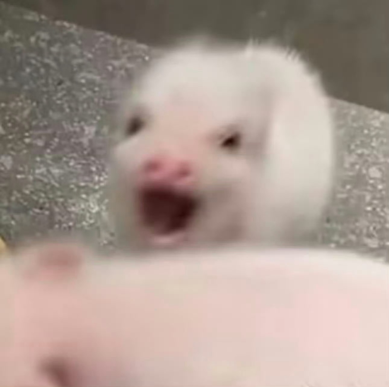 我们婧祎就是萌萌的小猪啊，所有人都应该投猪塑🐷 