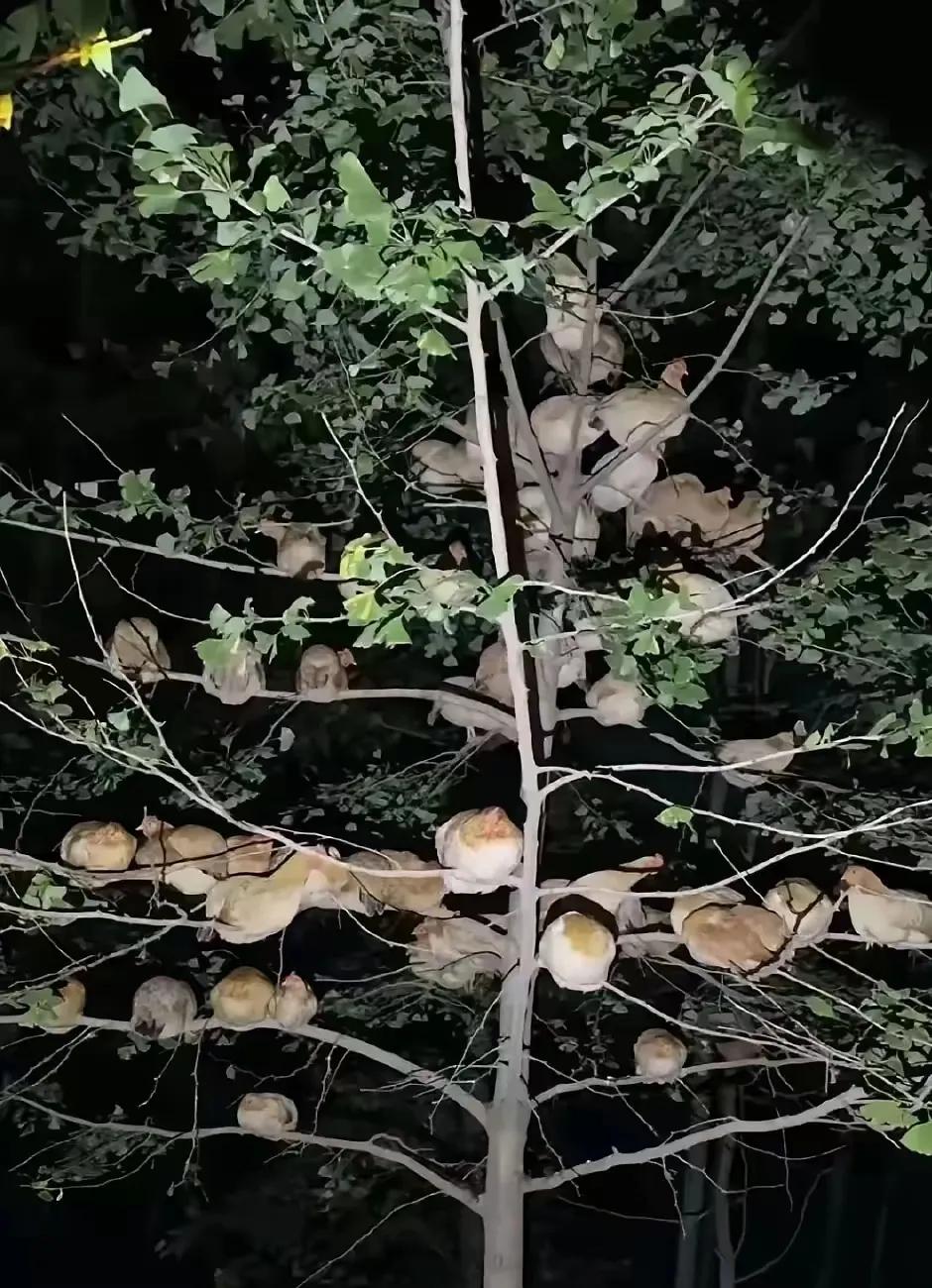 农村的都见过这种画面吧