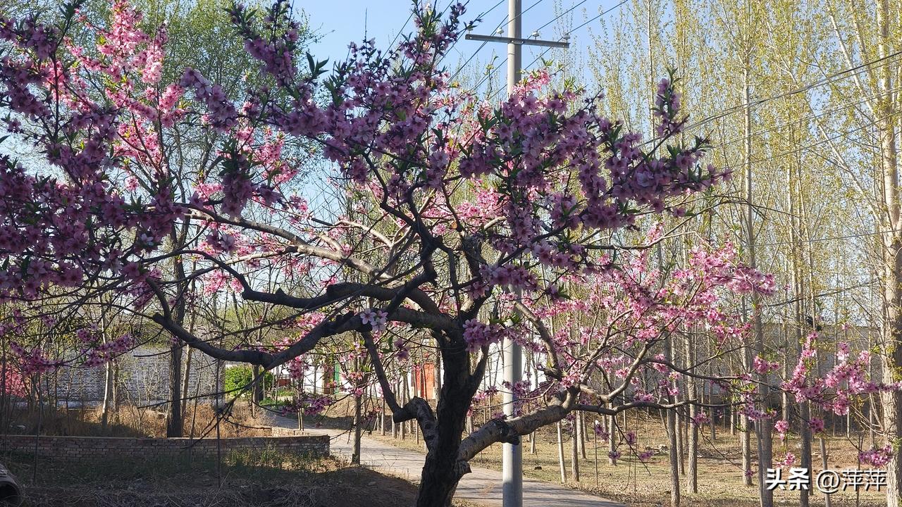 春日生活打卡季桃花开的真好看。