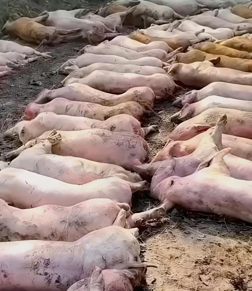 肉联厂门口堆死猪，7人被抓！食品安全容不得半点侥幸
​​刷到广东罗定肉联厂门口堆