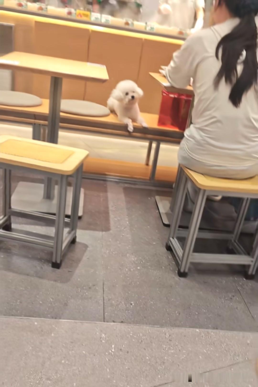 前脚顾客曝光狗进店，后脚就被店家举报下架，这也太无法无天了吧！店家还想试图通过技