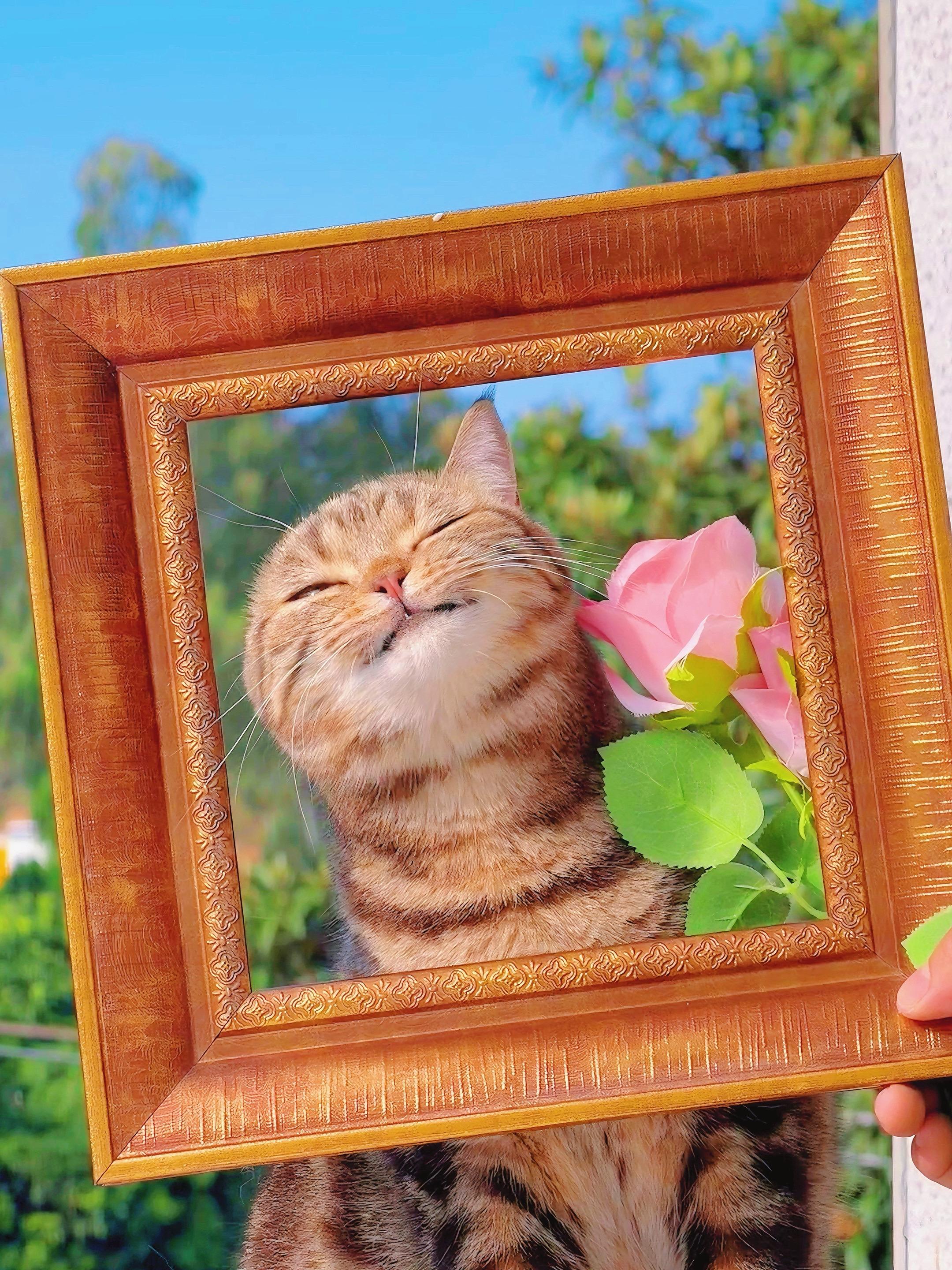 这是我画的猫，你们觉得怎么样。很逼真吧