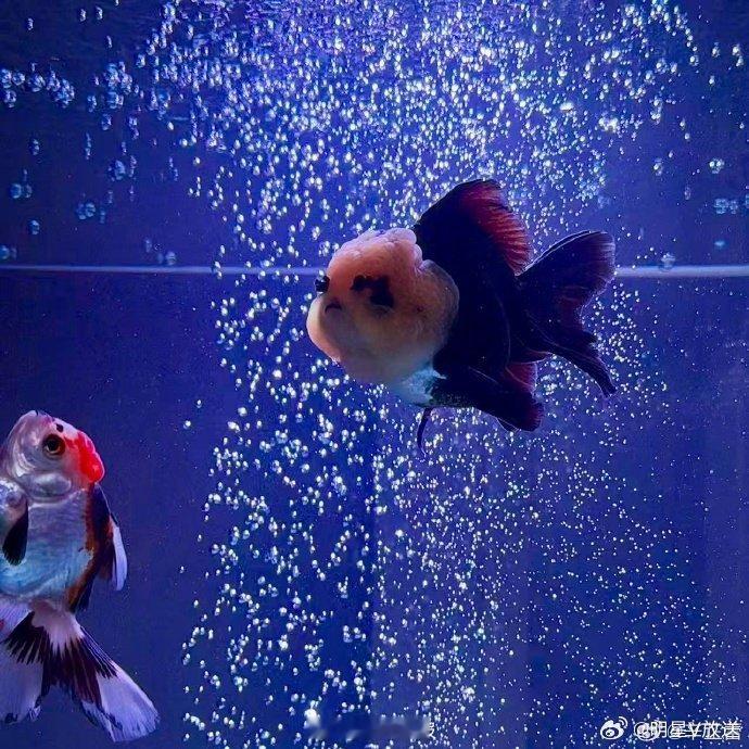 辛芷蕾给新鱼征名 辛芷蕾家再添新成员，在线征集名字却被评论区笑死！因鱼儿自带浓妆