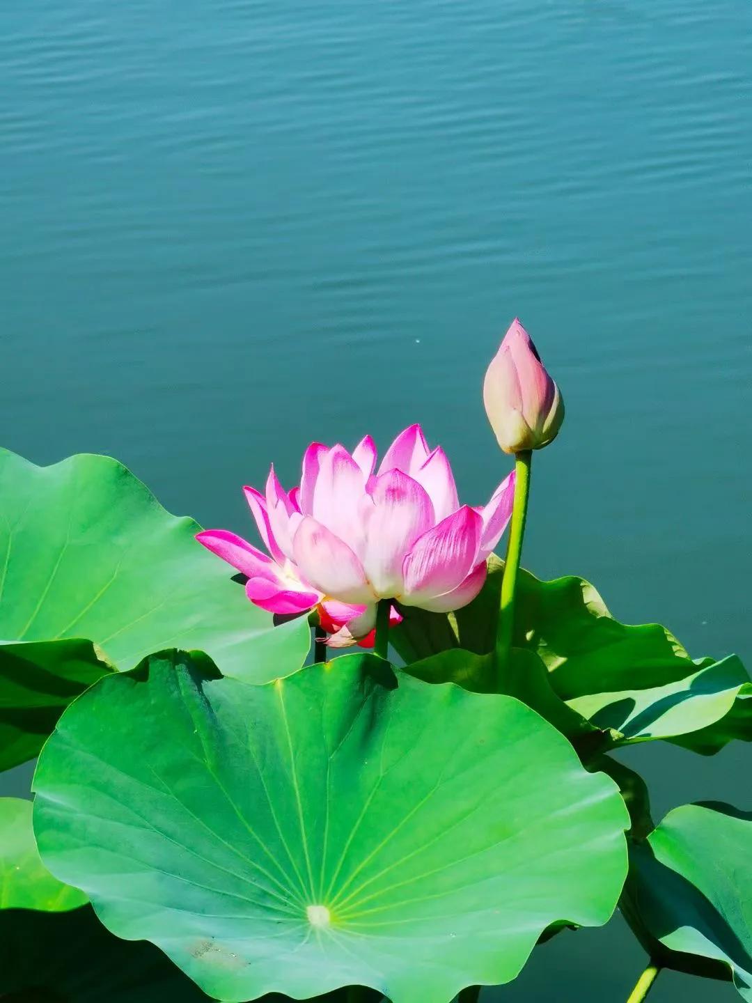 七绝：夏日荷花
花娇叶阔一池生，
雨洗风摇玉滟倾。
各赴光鲜三两月，
褪红侧看小