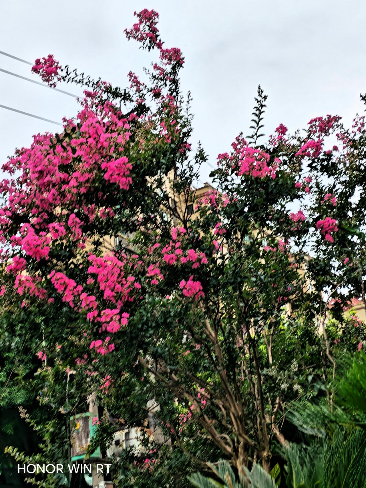 常常散步都能看见这种花树，又高又大，花儿蹭蹭往上长。