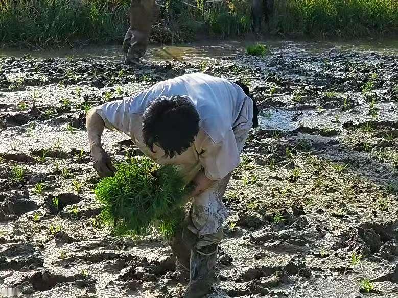 赵小童地里的每一颗水稻都是属于劳动者荣光 赵小童今日插秧是对柔韧度和耐力的双重考