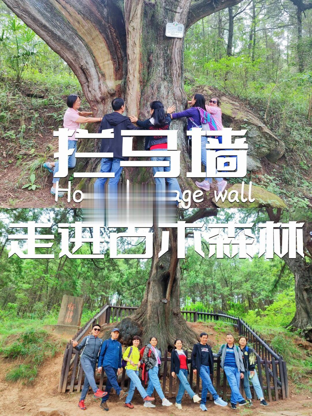 拦马墙｜走进奇幻古木森林