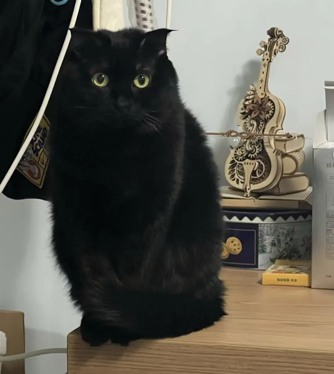 假如它闭上眼睛，你能看见啥？黑漆马虎的猫也来找领养：纯黑小猫，呦呦，母...