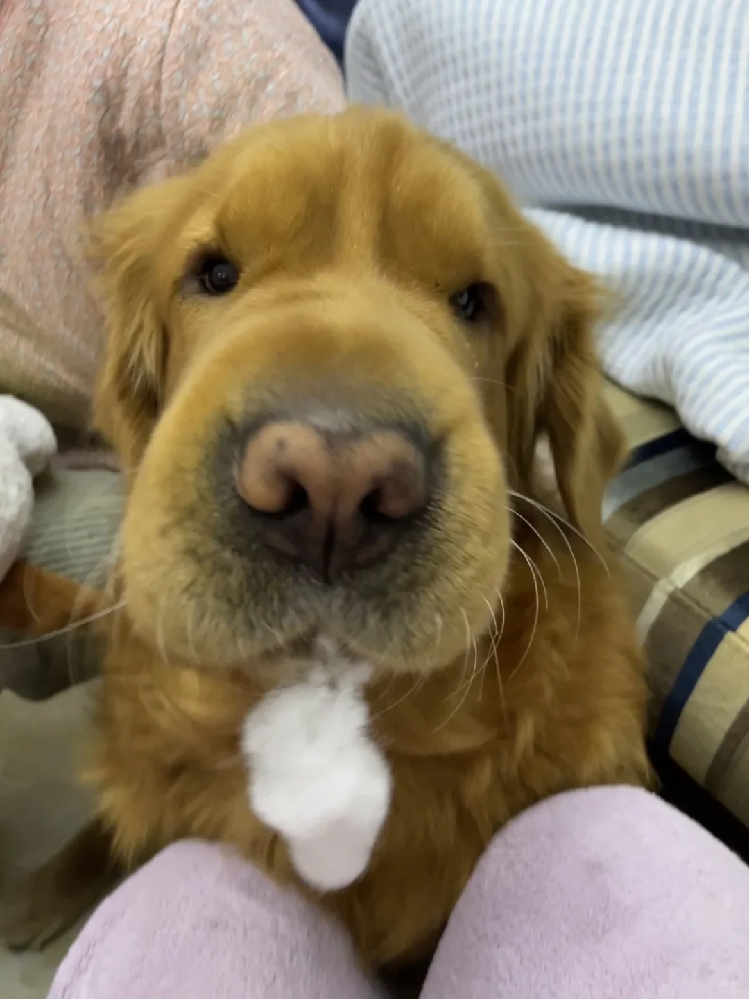 啊哦，毛绒玩具🧸漏棉咯
