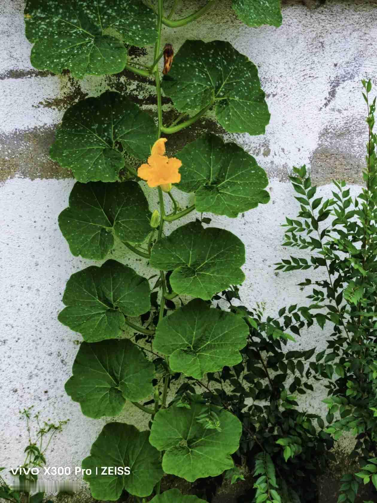 今天天气，阴天，白天阵雨，气温20度至27度，东北风3级，空气质量优。

适合出