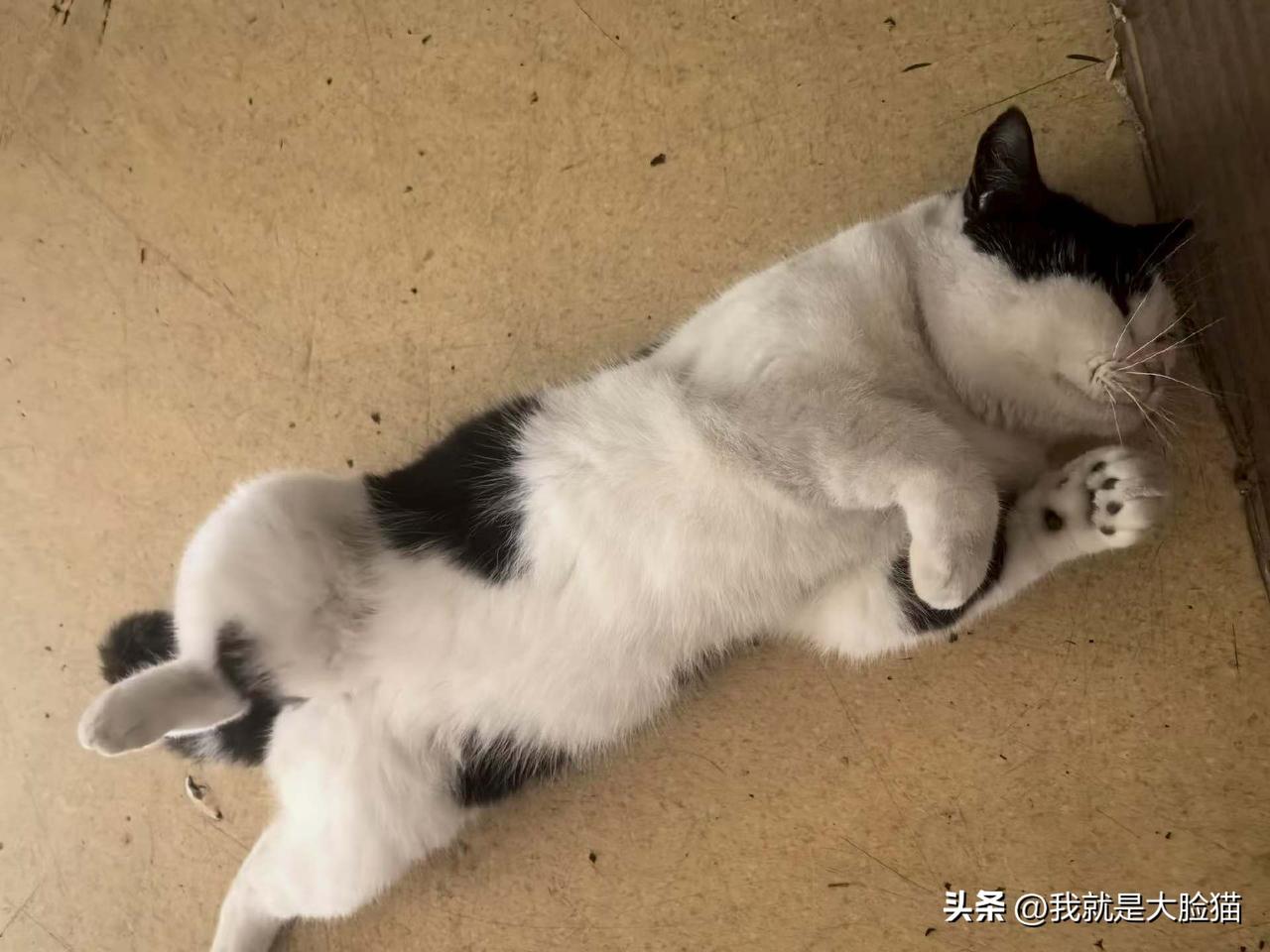 把一只偶遇的猫主子伺候的非常舒服！