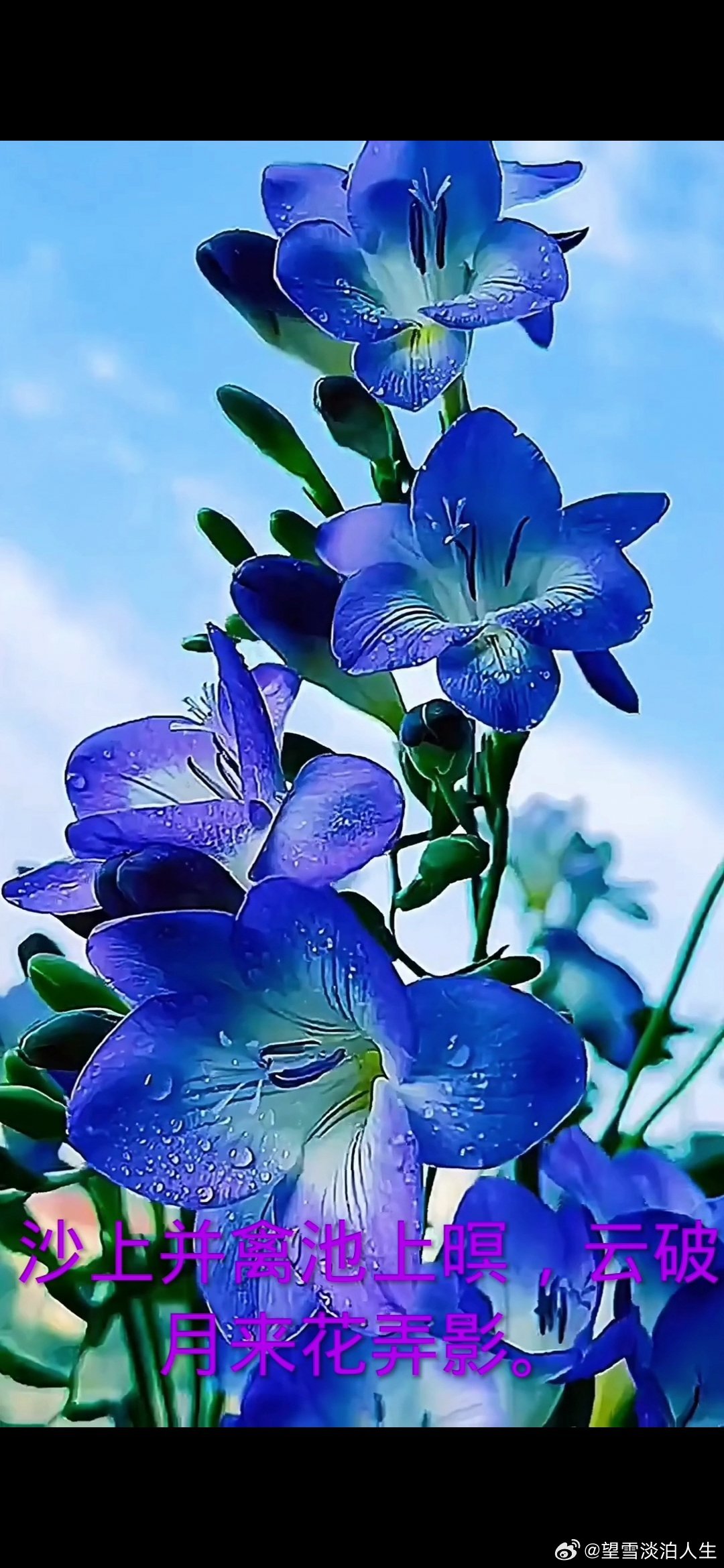 #情感#                      《轻吟》树叶默默护花枝，细雨