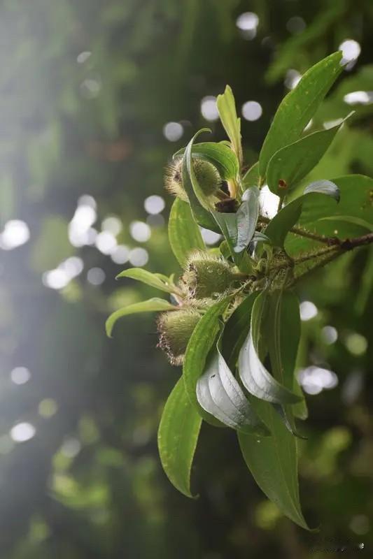 上联：白烟幽凉影，求下联青霭静寒声。