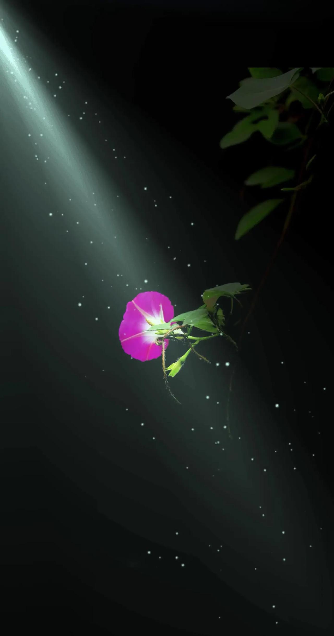 牵牛花的浪漫时刻！