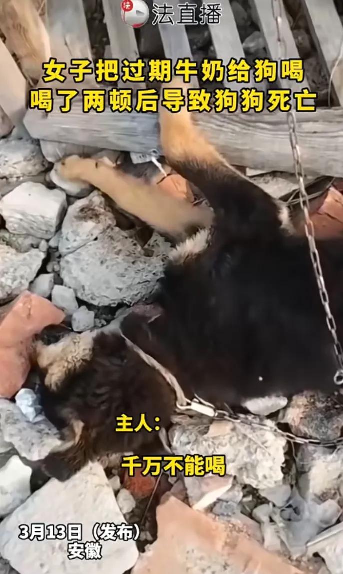 近日，安徽，一女子看家里牛奶过期，扔了觉得浪费，便喂给了自家小狗喝，没想到喂了两