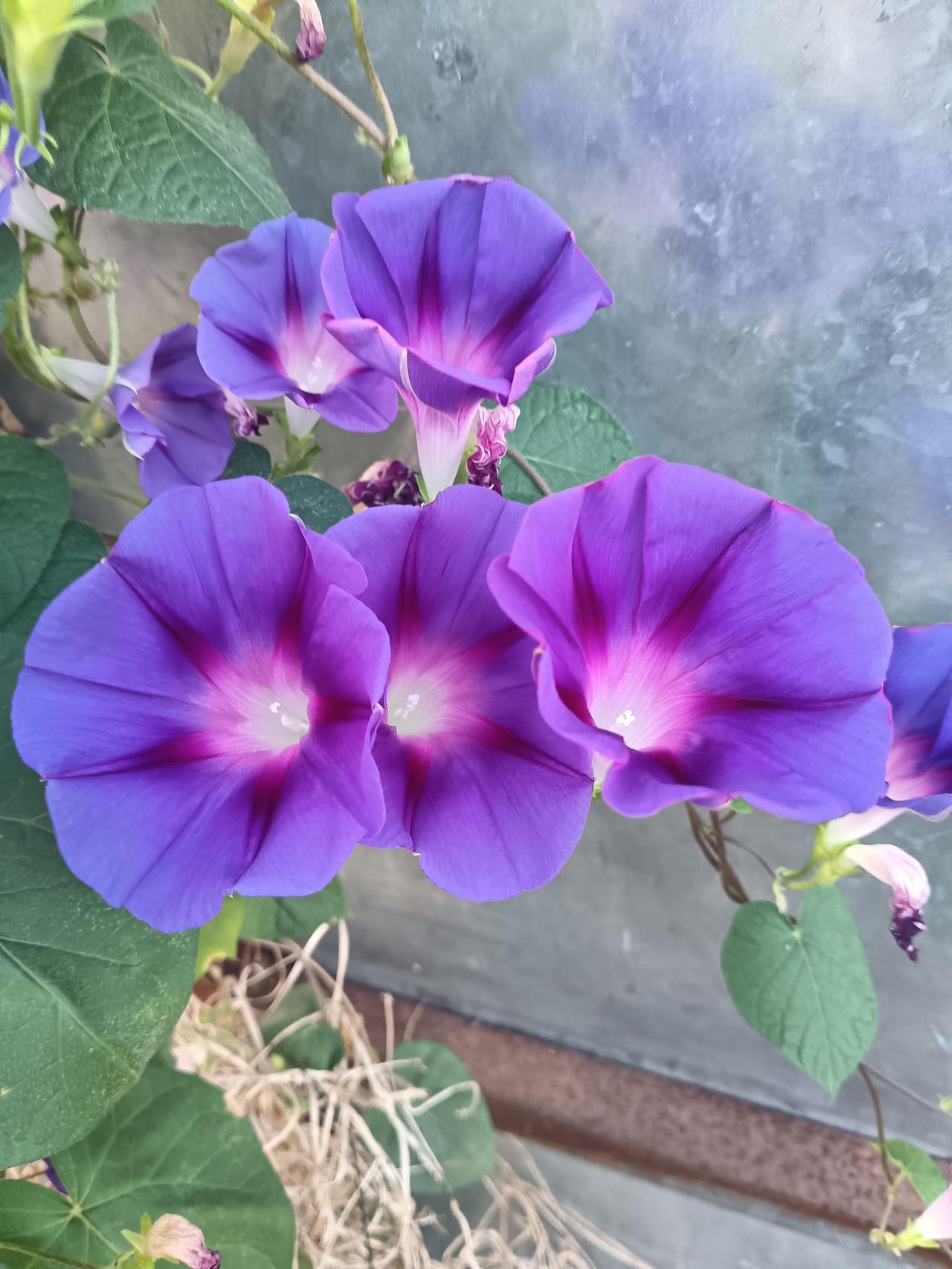 艳紫牵牛花热烈盛放，花瓣晕染出柔美纹路，绿叶相衬，洋溢着蓬勃鲜活的山野气息。