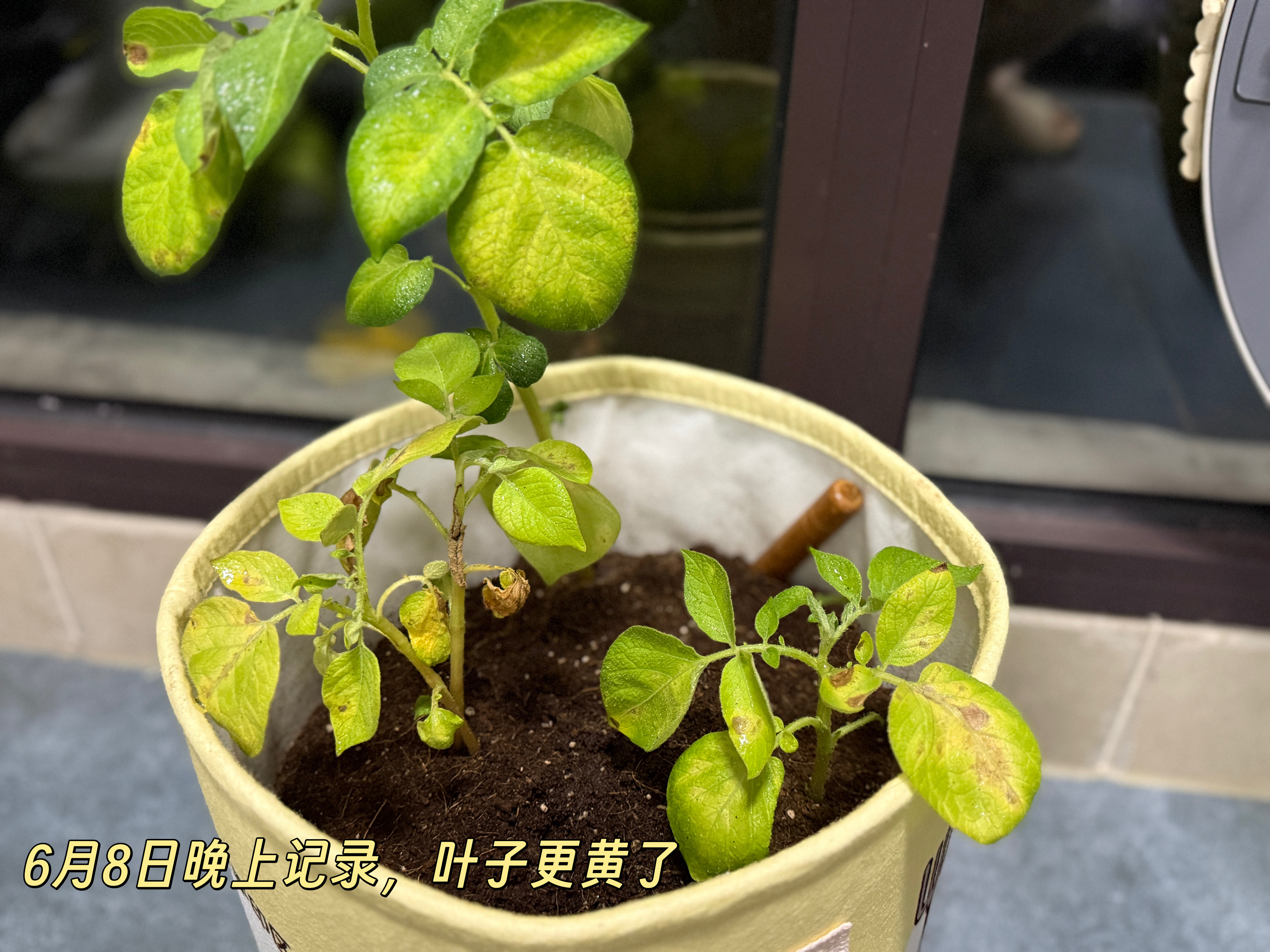 种下土豆近两个月了，即将喜提收获！我的三颗土豆有一颗发的芽特别高，不知道最终会不
