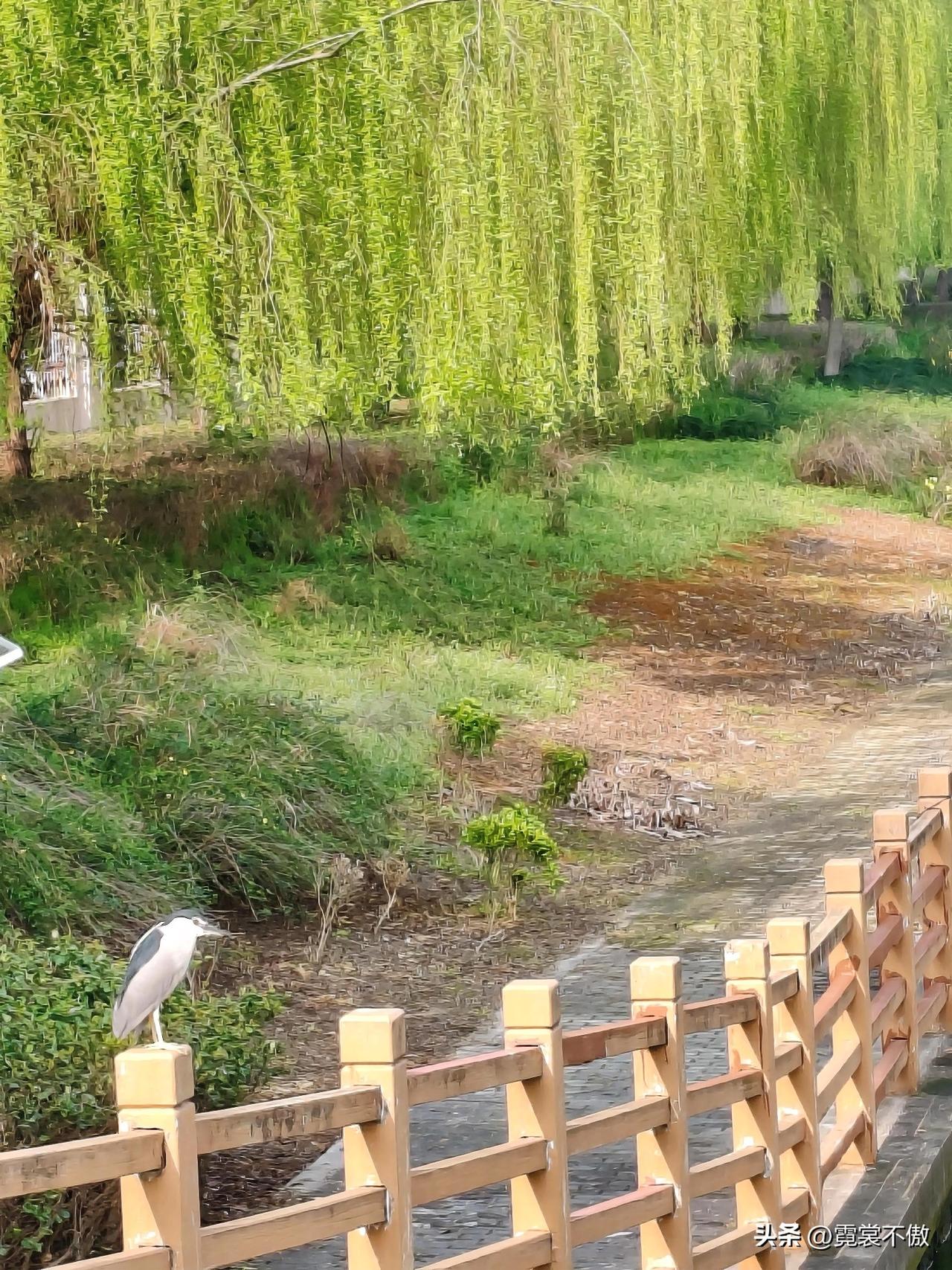 春光明媚，垂柳飘飘。
河岸护栏，一只小鸟。
聚精会神，紧盯目标。
水面微动，鱼命