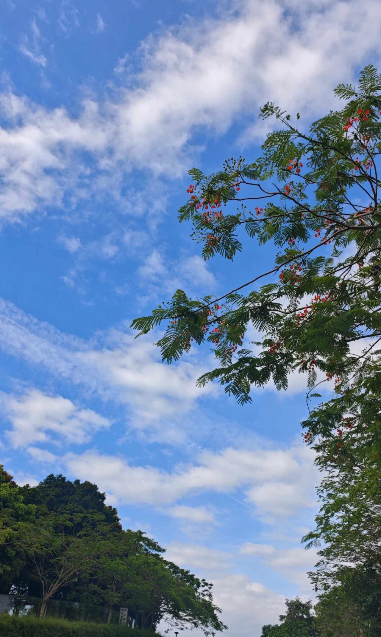 太阳流浪回来🌞蓝天白云出现了
久违了，sunny哥！继续保持，五一广州不要下雨