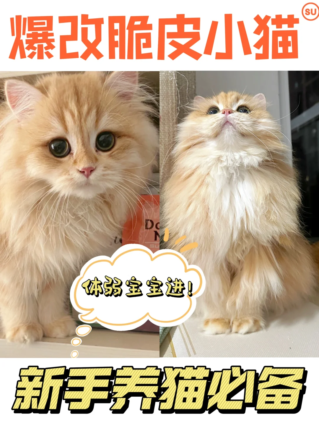 脆皮小猫逆袭啦！