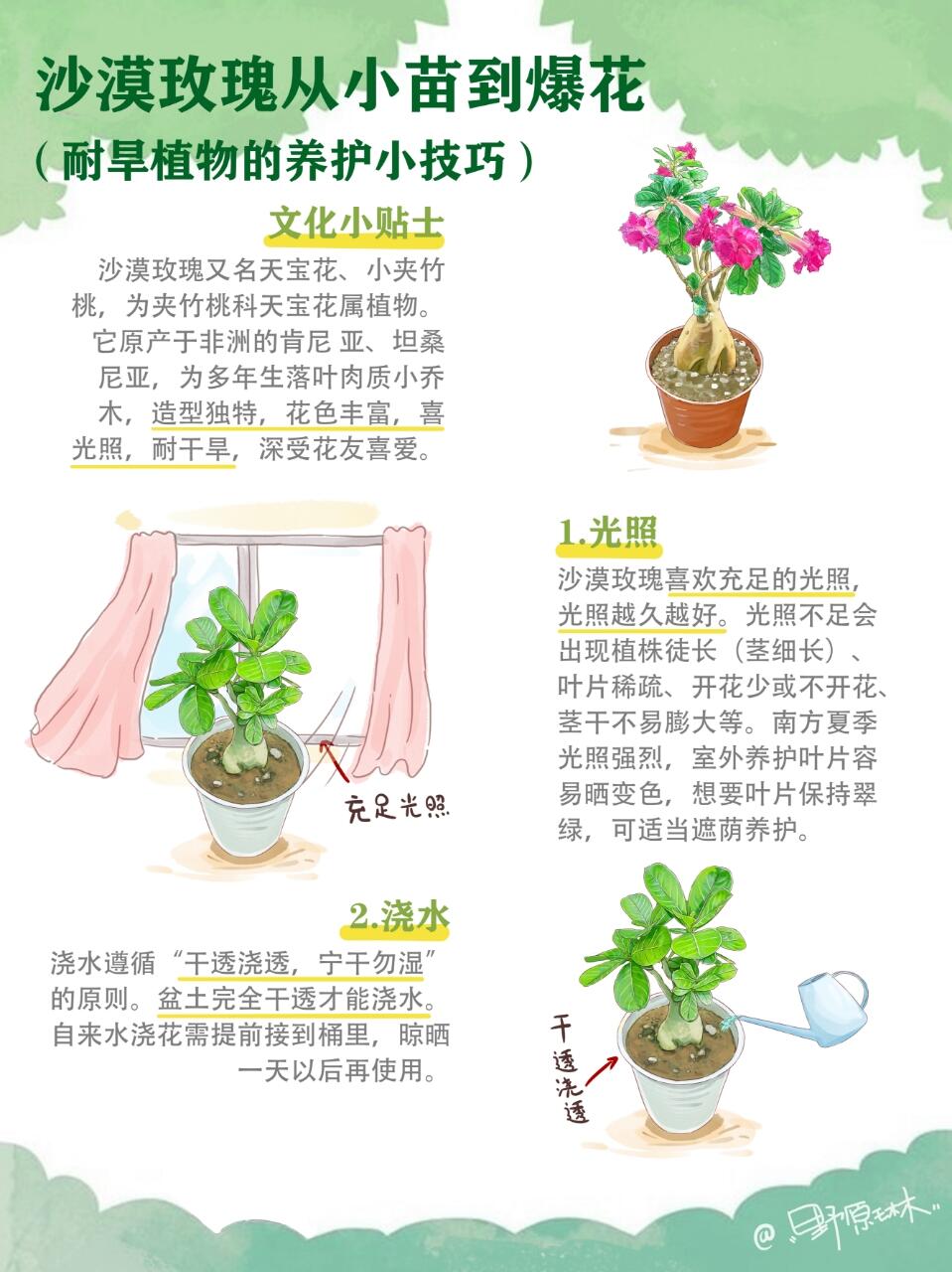 沙漠玫瑰从小苗到爆花，耐旱植物的养护技巧