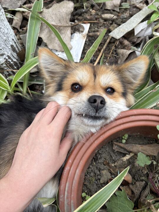 我们都以为自己是他的唯一（黑去做赘婿了）