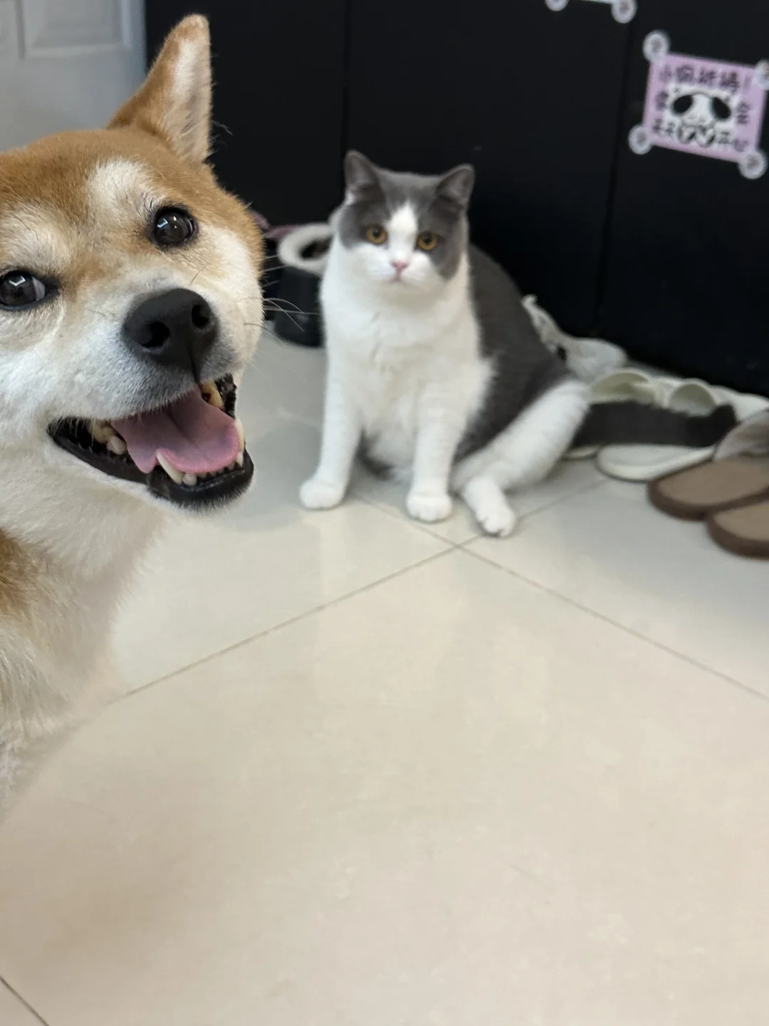 和狗待久的猫…..