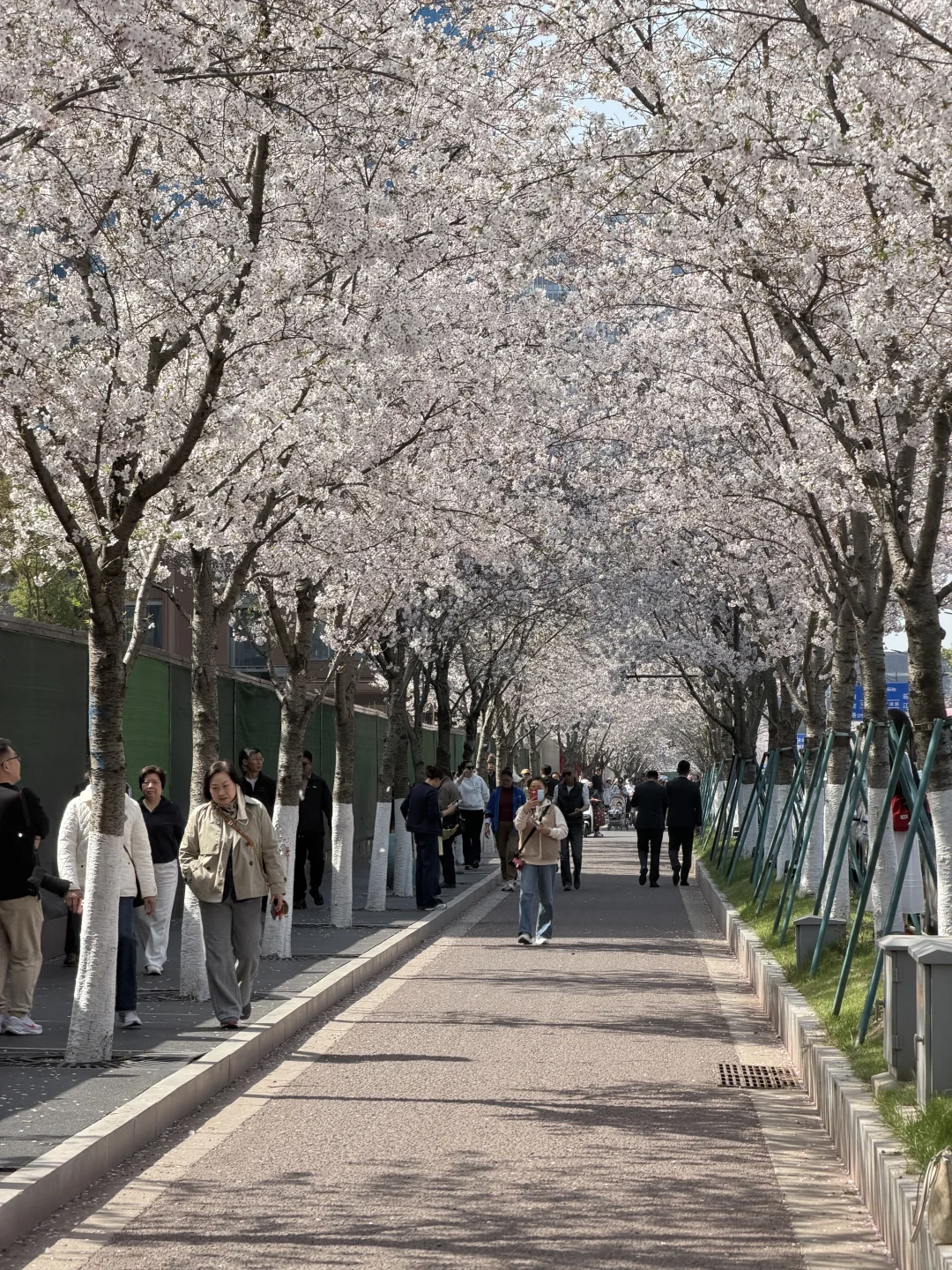 3.28实拍，凤滁路樱花夯爆了