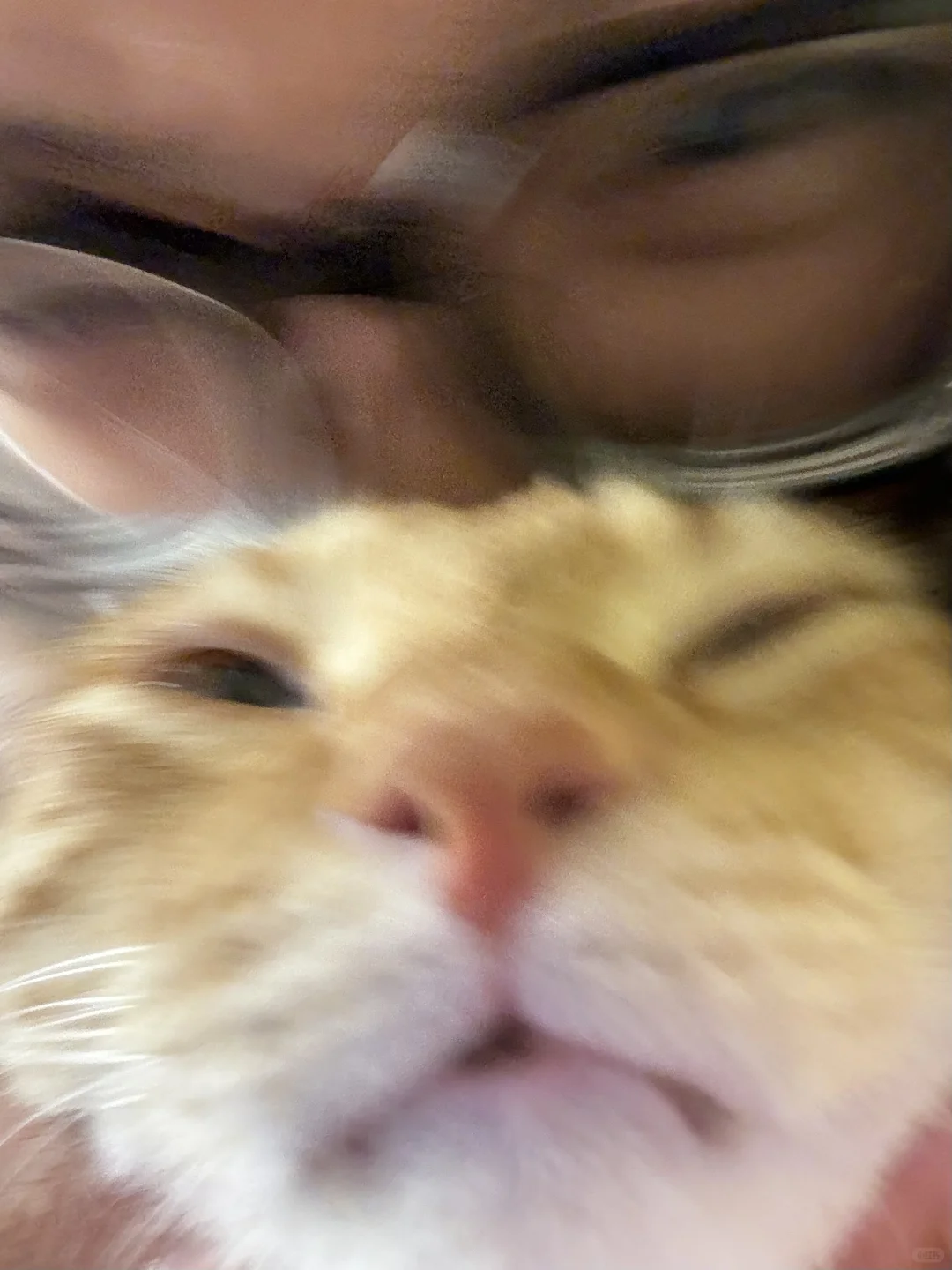 小猫的脑袋真的好好闻啊