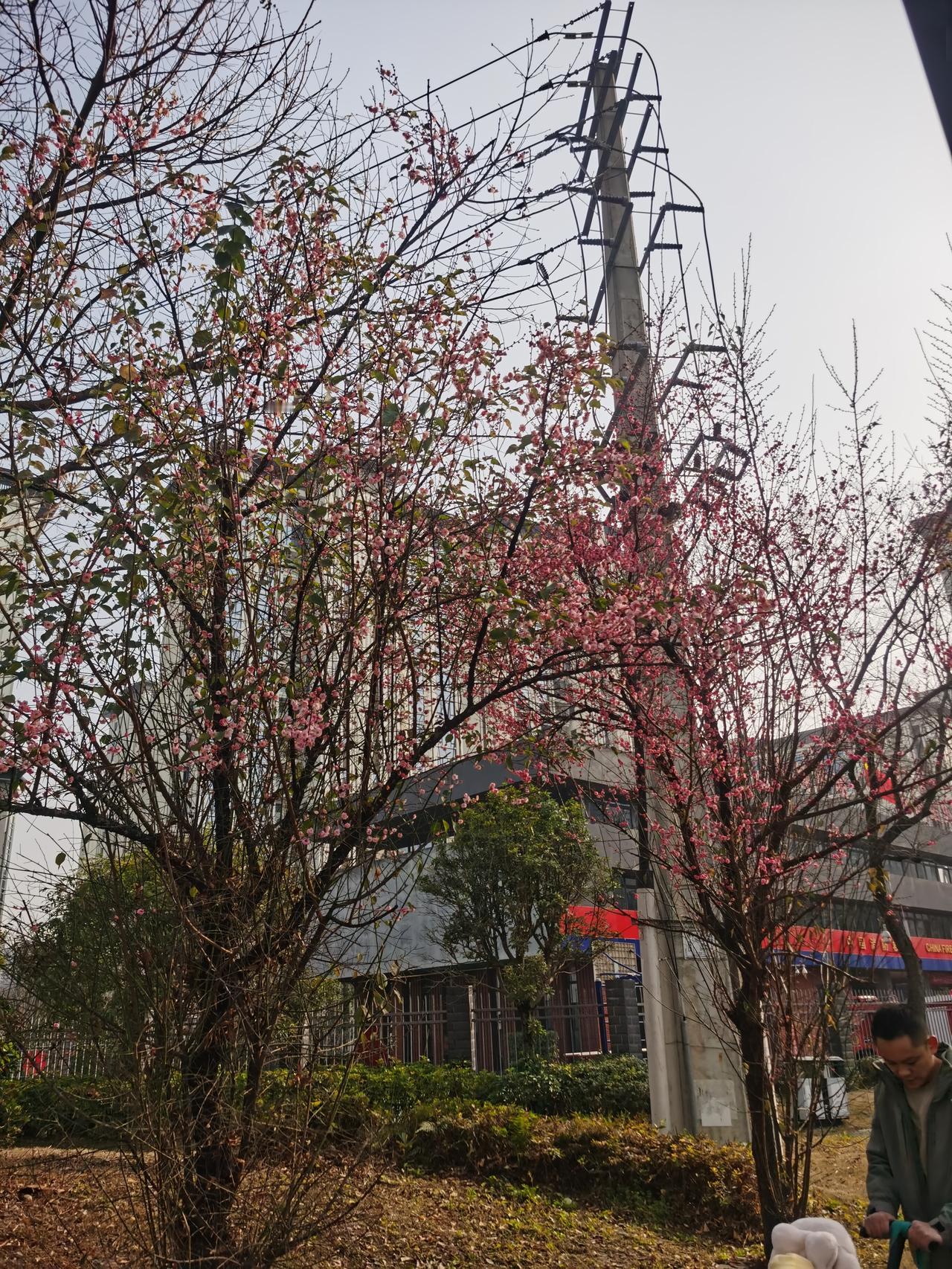 今天去散步拍到的，这是春天悄悄来了吗？[送自己一朵花]