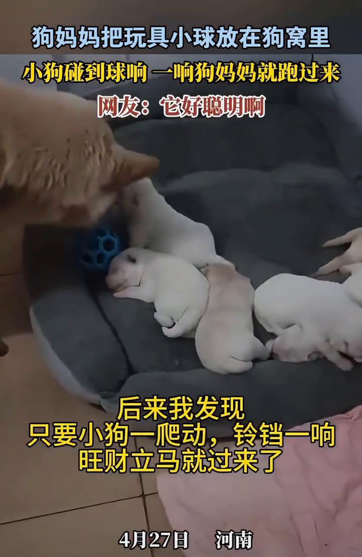 狗妈妈把玩具小球放在狗窝里，小狗碰到球响一响狗妈妈就跑过来。网友：它好聪明。
4