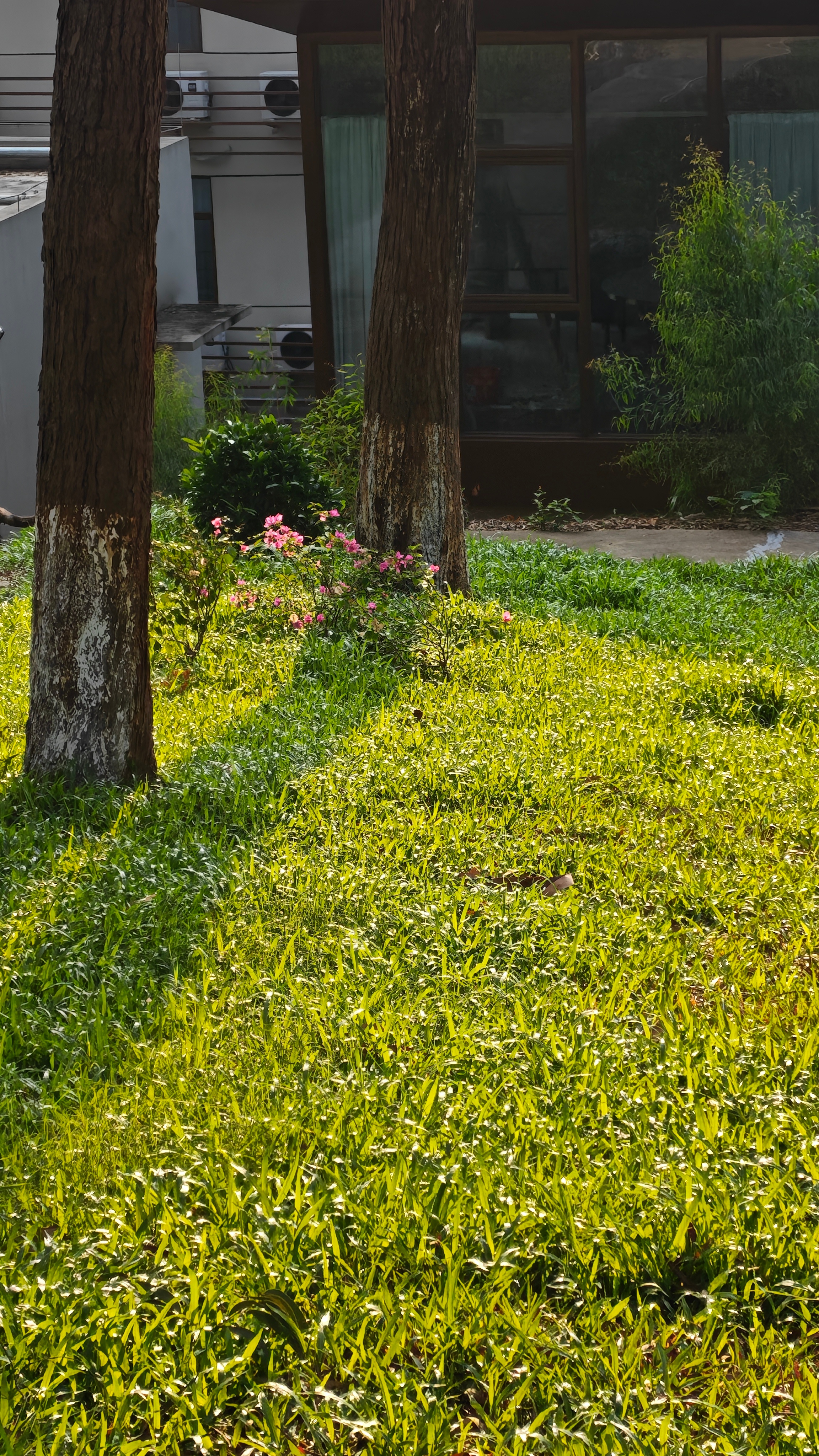 你外翻新了网球墙，以后再也不用怕把球打飞了 因为墙后面是条臭水沟，天杀的以前学球