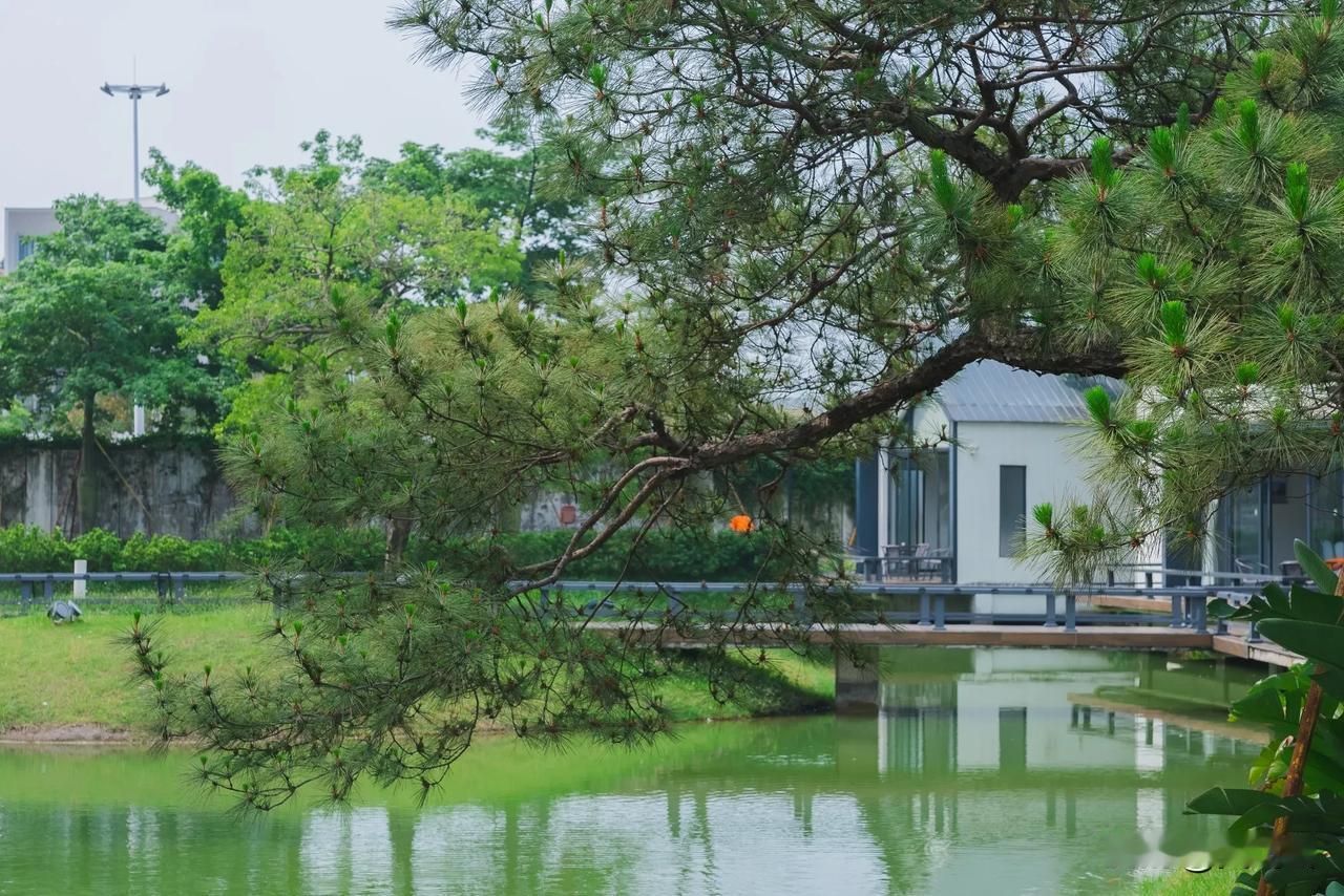顺德的好味道往往藏在隐秘的角落。这次慕名探访的榕树头私房菜，就隐身于容桂寻常村落