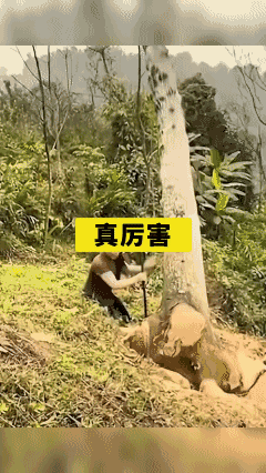 【疑似 AI 合成 自行判断】
这下搞得人仰树翻的……[捂脸]