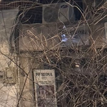 夜色沉落街巷，路灯悬于枝桠之间，暖黄微光漫开，温柔接住漫天盛放的樱花。深黑天幕作